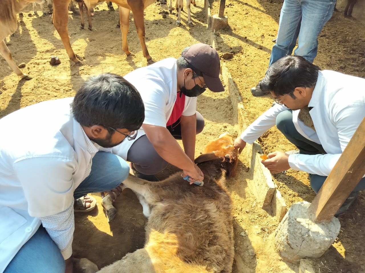 Free animal treatment done at Govindghad gaushala chomu On Dated 27.01.2024